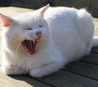 funny cat at ophthalmologist appointmet squinting close up portrait