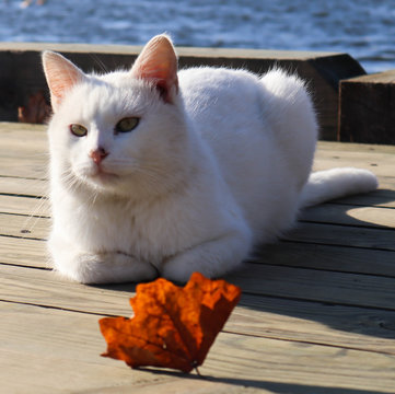 funny cat at ophthalmologist appointmet squinting close up portrait