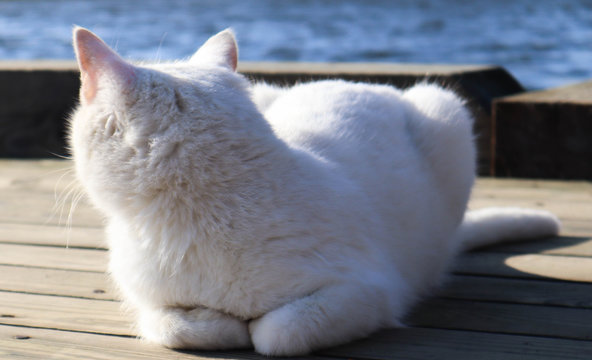 funny cat at ophthalmologist appointmet squinting close up portrait