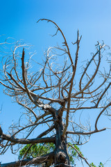 Dead tree branches and blue sky
