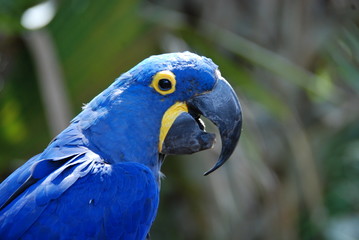 blue and yellow macaw