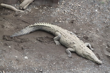 Crocodile