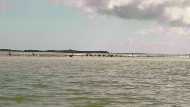 Shot from boat on the water flock of pelicans wild water birds rest on a natural sandbar at sea Holbox Island Mexico