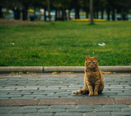 Obraz premium Cat in the park