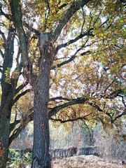 Fototapeta premium tree in autumn