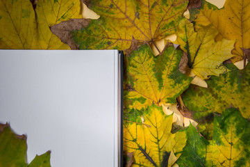 Naklejka na ściany i meble White paper for text, copy space, beautiful fallen yellow, green and brown autumn leaves in the background, flat lay fall composition, notebook top view