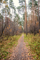 Fototapeta na wymiar Trail with fallen leaves in an autumn pine forest or park.