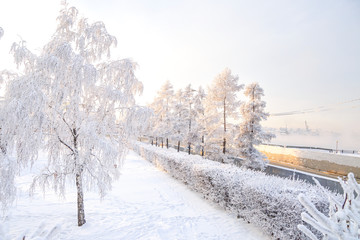 Winter landscape of frosty trees, white snow in city park. Trees covered with snow in Siberia, Irkutsk near lake Baikal. Extremely cold winter