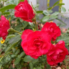 red rose in garden