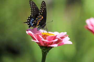 Black pipevine swallowtail butterfly feeding on a pink zinnia with a bokehed green background