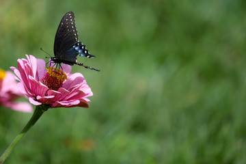 Black pipevine swallowtail butterfly feeding on a pink zinnia with a bokehed green background