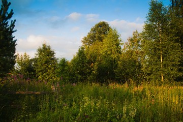 Obraz premium деревенская природа