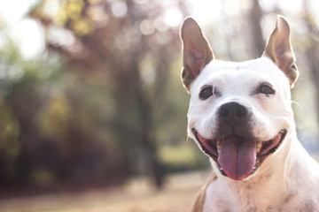 Portrait of a happy dog