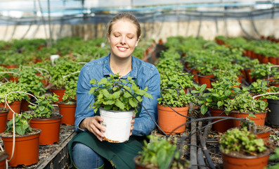 Positive young woman gardener holding  peppermint seedlings in pot  at  greenhouse