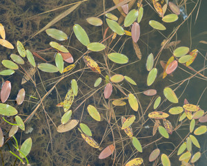 Fototapeta na wymiar leaves in pond lake water.