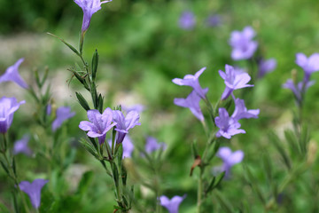 Flores moradas macro detalles