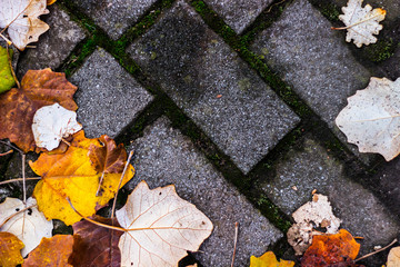 Colorful autumn leaves