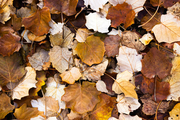 Colorful autumn leaves