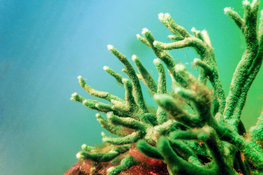 Freshwater Sponge (Spongilla lacustris) Spongillidae Freshwater Underwater
