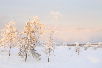 Winter landscape of frosty trees, white snow in city park. Trees covered with snow in Siberia, Irkutsk near lake Baikal. Extremely cold winter