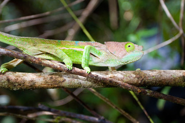 Naklejka na ściany i meble Chameleon on a tree, Madagascar rainforest