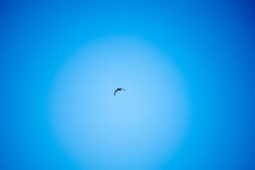 seagull flying in the sky