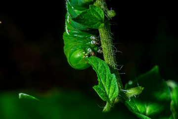 A tobacco hornworm larva on a tomato plant