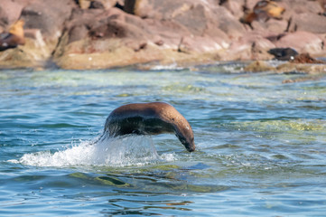 Obraz premium California Sea Lion (Zalophus californianus) leaping out of the water at Los Islotes, Baja California, Mexico.