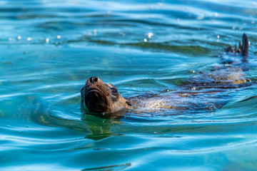 Fototapeta premium Close up of California Sea Lion swimming