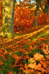 Naklejka na ściany i meble Autumn leaves on grass