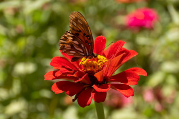 Mariposa en flor 