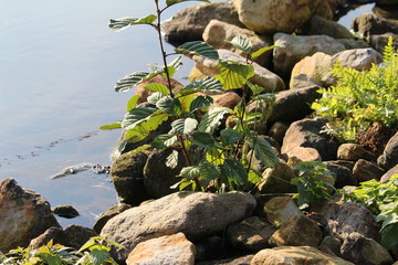 Pflanzen auf dem Steinufer