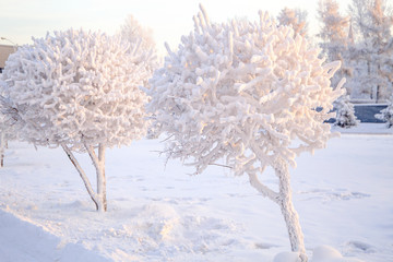 Winter landscape of frosty trees, white snow in city park. Trees covered with snow in Siberia,...