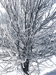 Winter snowfall. Christmas background.