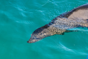 Close up of California Sea Lion swimming