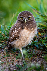 Burrrowing Owls