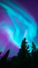Strong northern ligths above dark silhouettes of fir trees. Turquoise and pink aurora over spruce...