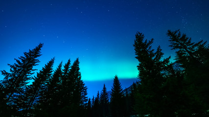 Fototapeta na wymiar Band of northern lights behind spruce trees. Aurora borealis, indigo blue sky, tree silhouettes, dark forest. Room for writing text. Tromso, Norway.