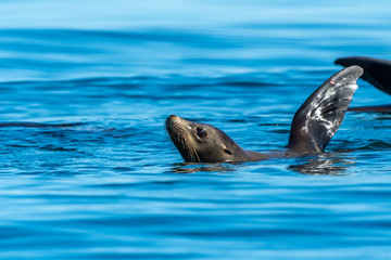 Fototapeta premium California sea lions thermalregulating in Baja