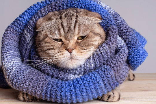 Cat (Scottish fold) prepared for the winter, wrapped herself in a soft warm wool scarf, she was unhappy with the approach of cold weather and angrily squinted her eyes.