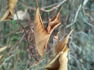 A picture of leafs