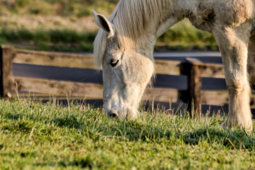 White Horse Feeding at Golden Hour