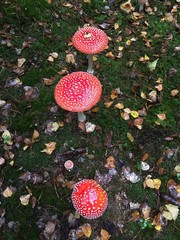 Fliegenpilze im Wald © Inka