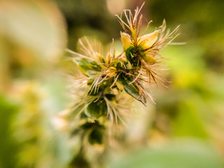 A picture of flowers