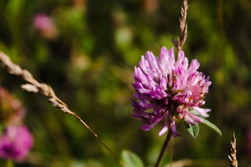 красный клевер