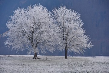 hoar frost covered trees in winter