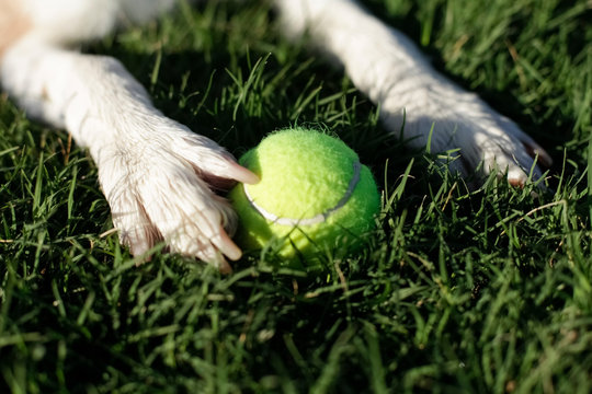 Dog paws and ball