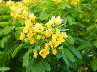 Señna alexandria, or Cassia africa, or Cassia sharp-leaved, or Yegipet senna