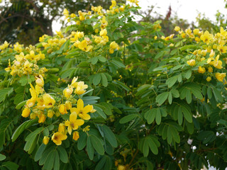 Señna alexandria, or Cassia africa, or Cassia sharp-leaved, or Yegipet senna