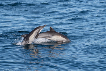 Fototapeta premium Long-beaked common dolphins (Delphinus capensis) off the coast of Baja